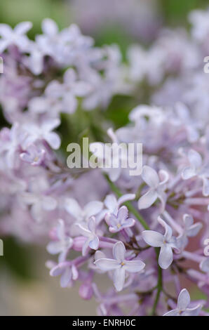 Primo piano di fiori lilla con gocce d'acqua soft focus Foto Stock