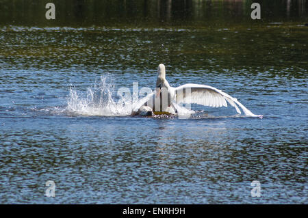 Wanstead Park, London, Regno Unito domenica 10 maggio 2015. Un cigno lancia un violento attacco di un giallo labrador cane nuoto nella spalla del laghetto di montone, Wanstead Park, Londra. Il cigno maschio, noto come Cob, aggressivamente difende il suo compagno e cygnets. Il cane scampato illeso. La seconda di una serie di 8 immagini. Credito: Mark Dunn/Alamy Live News Foto Stock