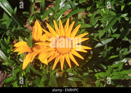 Due fiori gialli in Nazionale Xixi Wetland Park. Foto Stock