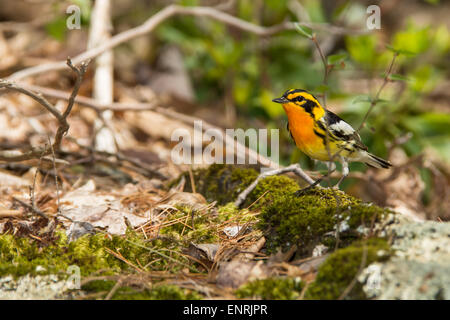 Blackburnian trillo Foto Stock