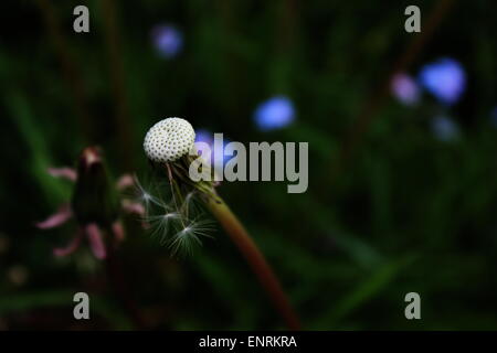 La Newstead Abbey tarassaco e fiori Foto Stock