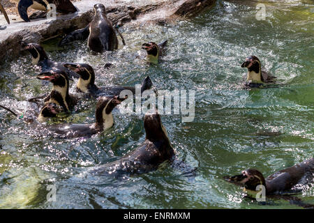 Longleat safari park, Longleat, Wiltshire, Regno Unito. Il 10 maggio, 2015. Prendere uno sguardo ad alcuni dei più vulnerabili alle specie gravemente minacciate animali- pinguini Humboldt: stato vulnerabile. Foto Stock