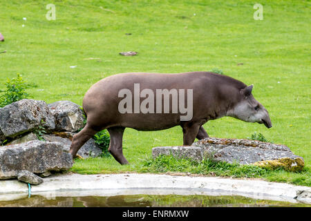 Marwell zoo, Winchester, Hampshire, Regno Unito. Il 10 maggio, 2015. Il tapiro brasiliano è classificata come vulnerabile nel selvaggio Foto Stock