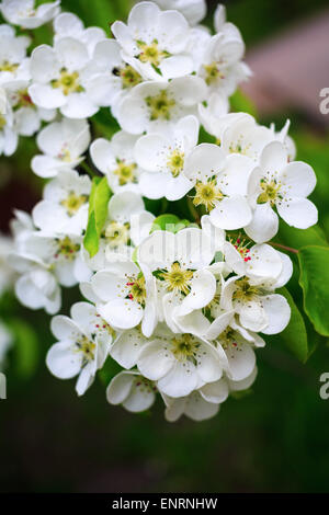 Fioritura ramo di albero con fiori di colore bianco. Colpo verticale. Foto Stock