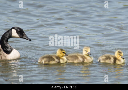 Middletown, N.Y, STATI UNITI D'AMERICA. Il 10 maggio, 2015. Un Canada Goose e goslings muoversi attraverso il lago a Fancher-Davidge Park a Middletown, New York, per la Festa della mamma. © Tom Bushey/ZUMA filo/Alamy Live News Foto Stock