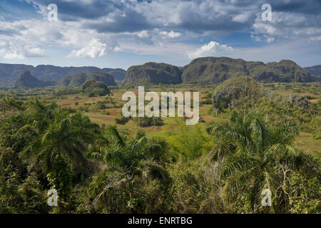 I terreni agricoli e mogotes (formazioni carsiche) della Valle di Viñales, Pinar del Rio provincia, Cuba Foto Stock