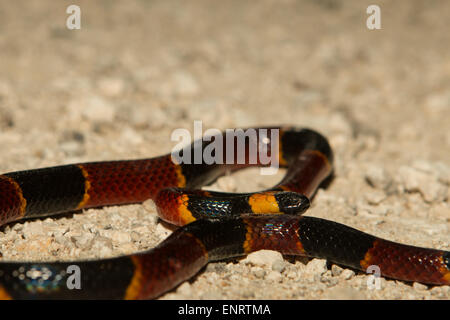 Vista ravvicinata di un orientale Serpente corallo - Micrurus fulvius Foto Stock