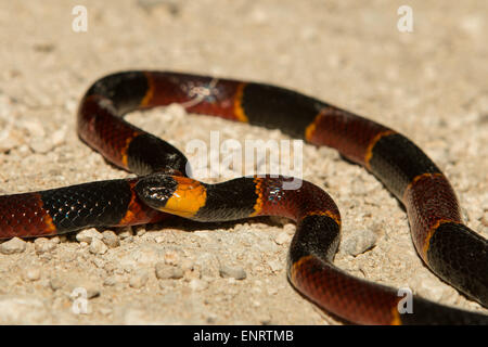 Vista ravvicinata di un orientale Serpente corallo Foto Stock