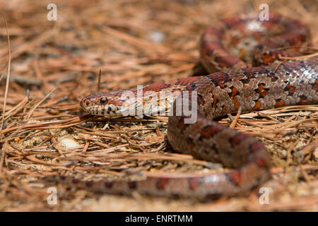 New Jersey rosso serpente di ratto (Pantherophis guttatus) Foto Stock