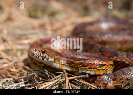 In via di estinzione del New Jersey di serpente di mais - Pantherophis guttatus Foto Stock