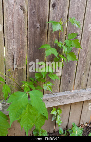 Poison Ivy (Toxicodendron radicans) crescente sul recinto - Maryland USA Foto Stock