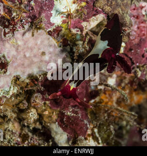 Nudibranch un corallo Foto Stock