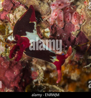 Nudibranch un corallo Foto Stock