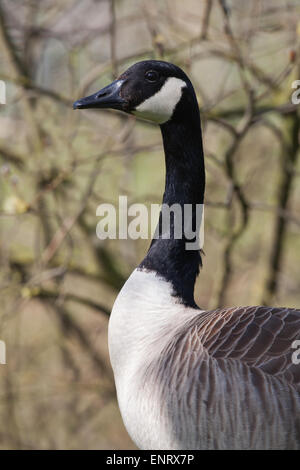 Canada Goose (Branta canadensis). Ritratto. Norfolk, Inghilterra. Foto Stock