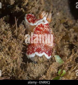 In marmo nudibranch chromodoris su una roccia Foto Stock