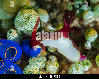 Nudibranch un corallo Foto Stock