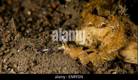 Serpente nudibranch sul fondo del mare Foto Stock