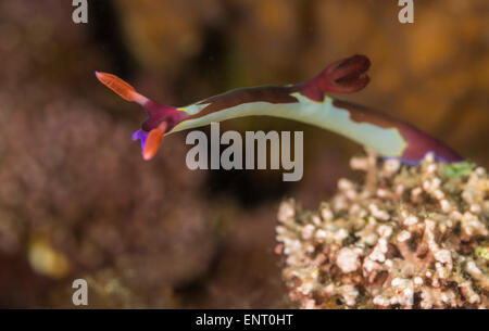 Nudibranch un corallo Foto Stock