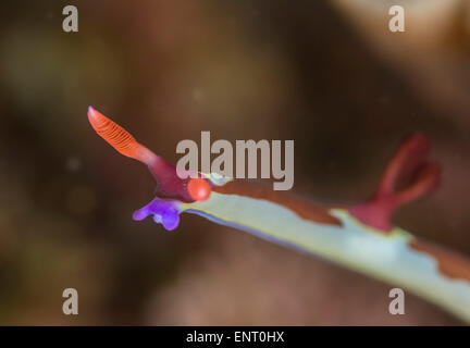 Ritratto di un chamberlain nembrotha nudibranch Foto Stock