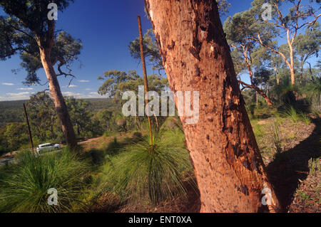 Automobili su Park Drive attraverso aperto bosco di eucalipti di John Forrest Parco Nazionale di Darling scarpata, sulle colline di Perth, Western Australia. Foto Stock