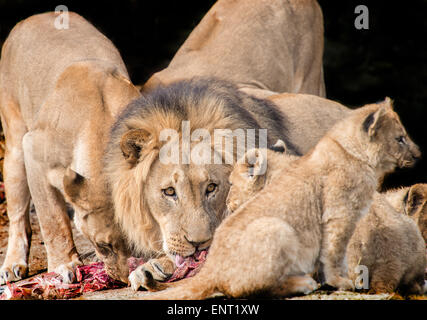 Lion family condividendo cibo Foto Stock