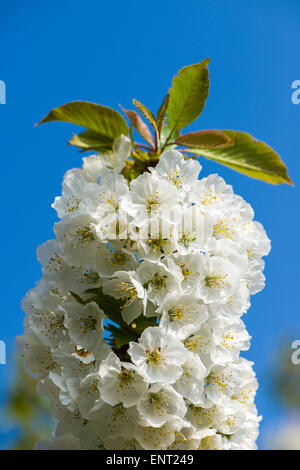 Fiori di Ciliegio, Cazzano di Tramigna, Verona, Italia Foto Stock