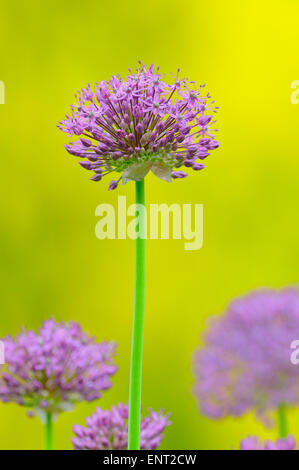 Il persiano cipolla o stella della Persia (Allium cristophii), Nord Reno-Westfalia, Germania Foto Stock