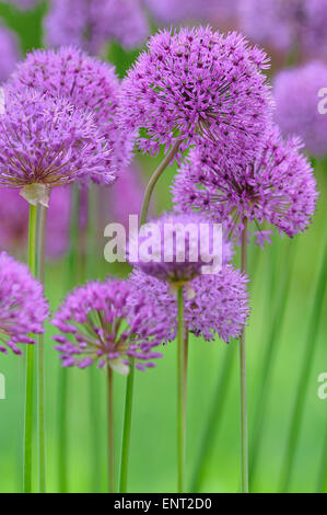 Il persiano cipolla o stella della Persia (Allium cristophii), Nord Reno-Westfalia, Germania Foto Stock