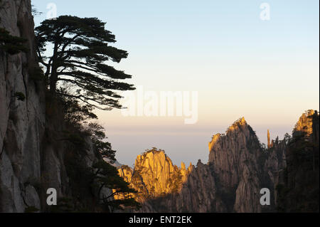 Bizarre towering rocks and mountains covered with scattered trees, Huangshan Pines (Pinus hwangshanensis), in the evening light Foto Stock