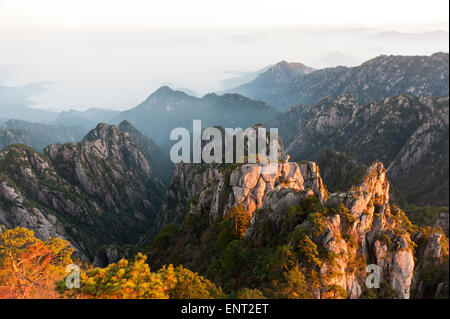 Atmosfera mattutina, nebbia, bizzarre rocce torreggianti e montagne coperte di alberi sparsi, Huangshan pini (Pinus Foto Stock