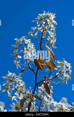 Fioritura Juneberry (Amelanchier lamarckii) contro un cielo blu, Baviera, Germania Foto Stock