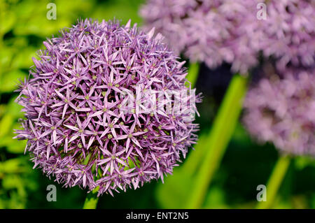 Il persiano cipolla o stella della Persia (Allium cristophii), Nord Reno-Westfalia, Germania Foto Stock