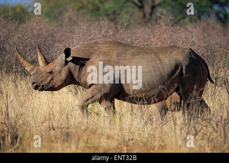 Rinoceronte nero (Diceros simum), femmina adulta, Tswalu Game Reserve, Deserto Kalahari, Capo Nord, Sud Africa Foto Stock