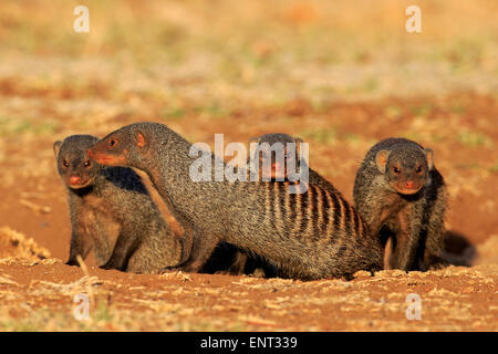 Nastrare Mongooses (Mungos mungo), il gruppo a den, Kruger National Park, Sud Africa Foto Stock