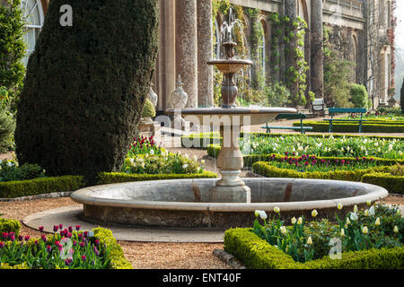 I tulipani sulla terrazza della struttura Bowood House nel Wiltshire. Foto Stock