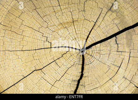 Annal tree anelli di crescita sulla estremità di un taglio basso tronco di albero. Foto Stock