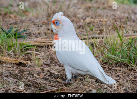 A lungo fatturati Corella Foto Stock