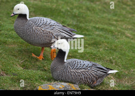 L'imperatore oche (Anser canagicus). Coppia. Razza costa nord-ovest dell'Alaska, Siberia. Gli inverni Aleution isole, Alaska penisola. Foto Stock