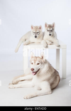 Siberian Husky cuccioli e cani adulti Foto Stock