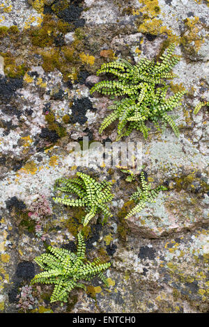 Maidenhair Spleenwort, Brauner Streifenfarn, Braunstieliger Streifenfarn, Asplenium trichomanes, Fausse-Capillaire Foto Stock