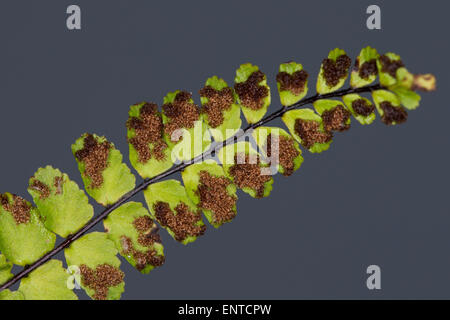 Maidenhair Spleenwort, Brauner Streifenfarn, Braunstieliger Streifenfarn, Sporangien, Asplenium trichomanes, Fausse-Capillaire Foto Stock