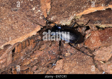 Massa viola Beetle, maschio, Blauvioletter Waldlaufkäfer, Wald-Laufkäfer, Carabus problematicus, Mesocarabus problematicus Foto Stock