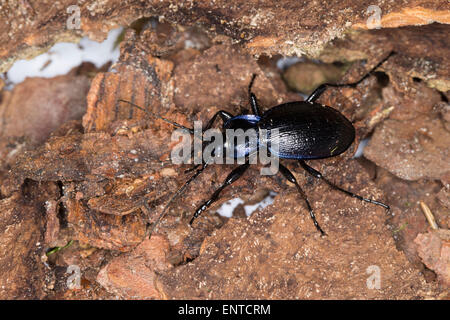 Massa viola Beetle, maschio, Blauvioletter Waldlaufkäfer, Wald-Laufkäfer, Carabus problematicus, Mesocarabus problematicus Foto Stock