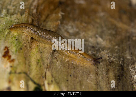 Dusky Arion, Dusky Slug, Dusky Arion Slug, Braune Wegschnecke, Hellbraune Wegschnecke, Arion subfuscus, Arion fuscus Foto Stock