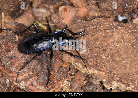 Massa viola Beetle, maschio, Blauvioletter Waldlaufkäfer, Wald-Laufkäfer, Carabus problematicus, Mesocarabus problematicus Foto Stock