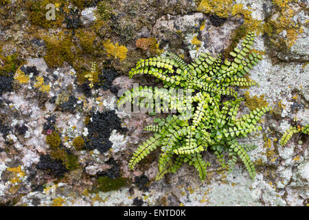 Maidenhair Spleenwort, Brauner Streifenfarn, Braunstieliger Streifenfarn, Asplenium trichomanes, Fausse-Capillaire Foto Stock