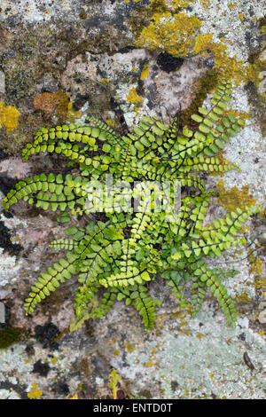 Maidenhair Spleenwort, Brauner Streifenfarn, Braunstieliger Streifenfarn, Asplenium trichomanes, Fausse-Capillaire Foto Stock