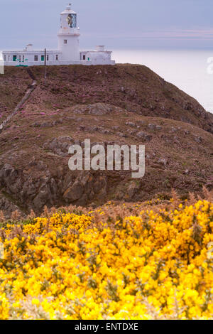 Faro Strumble Head al Pembrokeshire Coast National Park, Galles, Regno Unito a maggio Foto Stock