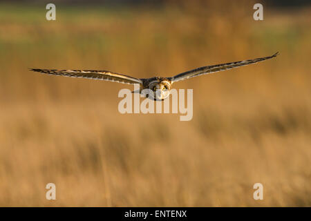 Breve Eared gufo comune (asio flammeus) in volo, gufi battenti, England, Regno Unito Foto Stock