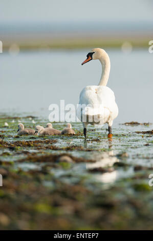 Una madre Cigno (Cygnus olor) con i suoi giovani cygnets, REGNO UNITO Foto Stock